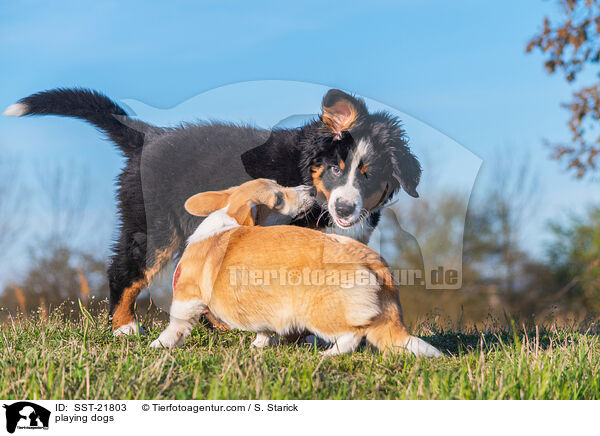 spielende Hunde / playing dogs / SST-21803