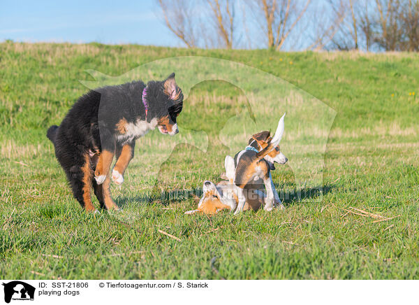 spielende Hunde / playing dogs / SST-21806