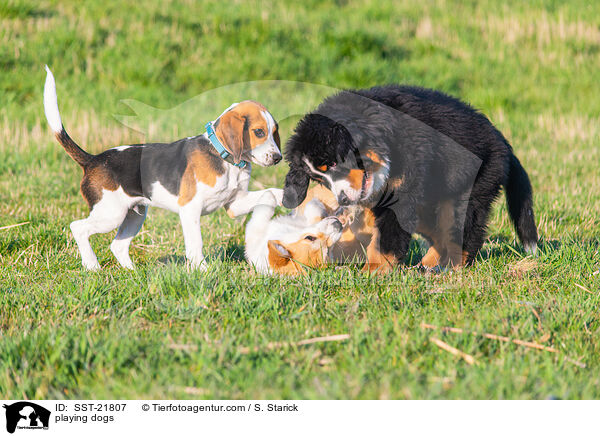 spielende Hunde / playing dogs / SST-21807
