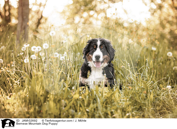 Berner Sennenhund Welpe / Bernese Mountain Dog Puppy / JAM-02692