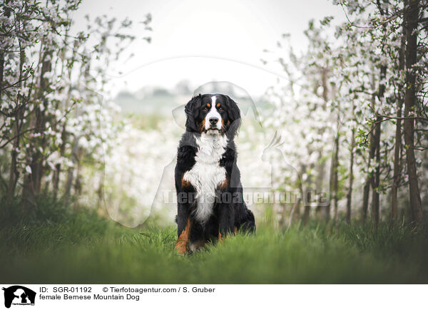 Berner Sennenhund Hndin / female Bernese Mountain Dog / SGR-01192