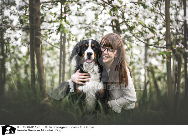 Berner Sennenhund Hndin / female Bernese Mountain Dog / SGR-01193