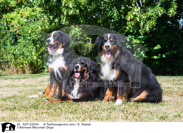 3 Berner Sennenhunde / 3 Bernese Mountain Dogs / SST-22254