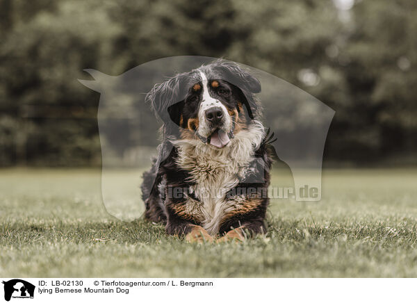 liegender Berner Sennenhund / lying Bernese Mountain Dog / LB-02130