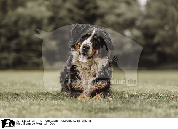 liegender Berner Sennenhund / lying Bernese Mountain Dog / LB-02131