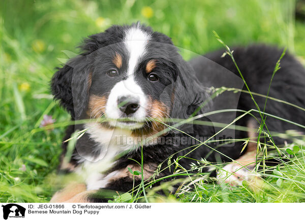 Berner Sennenhund Welpe / Bernese Mountain Dog Puppy / JEG-01866