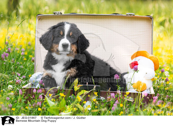 Berner Sennenhund Welpe / Bernese Mountain Dog Puppy / JEG-01867