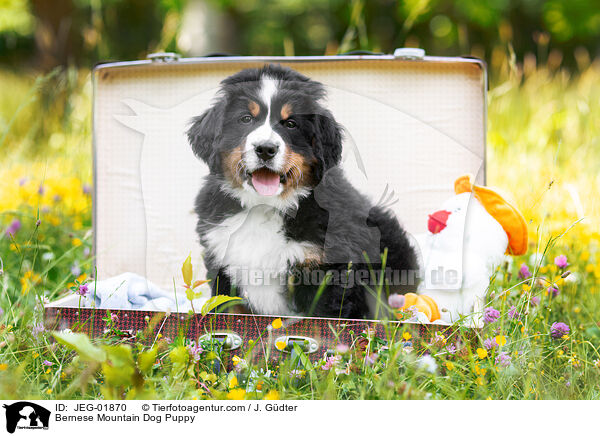 Berner Sennenhund Welpe / Bernese Mountain Dog Puppy / JEG-01870