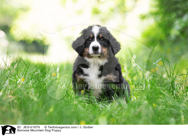 Berner Sennenhund Welpe / Bernese Mountain Dog Puppy / JEG-01879