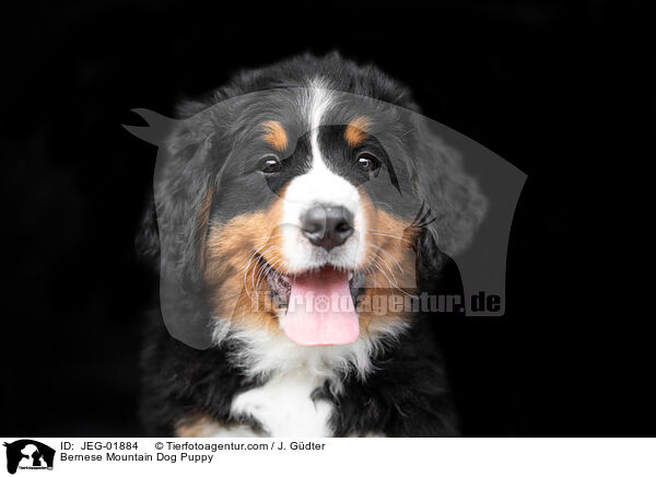 Berner Sennenhund Welpe / Bernese Mountain Dog Puppy / JEG-01884