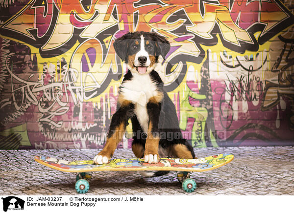 Berner Sennenhund Welpe / Bernese Mountain Dog Puppy / JAM-03237