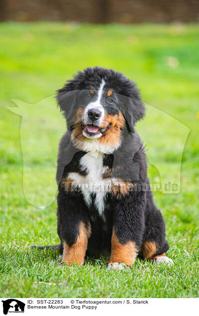 Berner Sennenhund Welpe / Bernese Mountain Dog Puppy / SST-22283