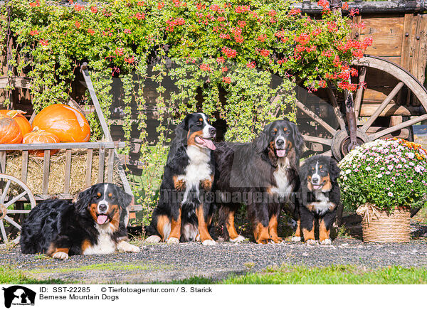 Berner Sennenhunde / Bernese Mountain Dogs / SST-22285