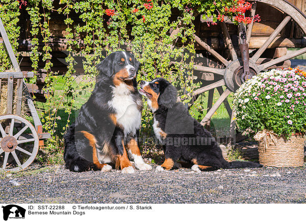 Berner Sennenhunde / Bernese Mountain Dogs / SST-22288