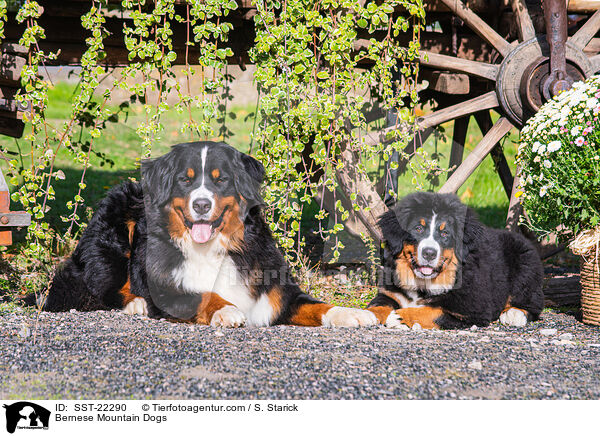 Berner Sennenhunde / Bernese Mountain Dogs / SST-22290