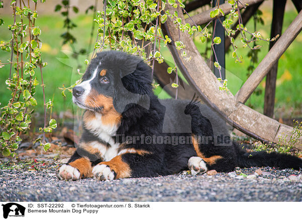 Berner Sennenhund Welpe / Bernese Mountain Dog Puppy / SST-22292
