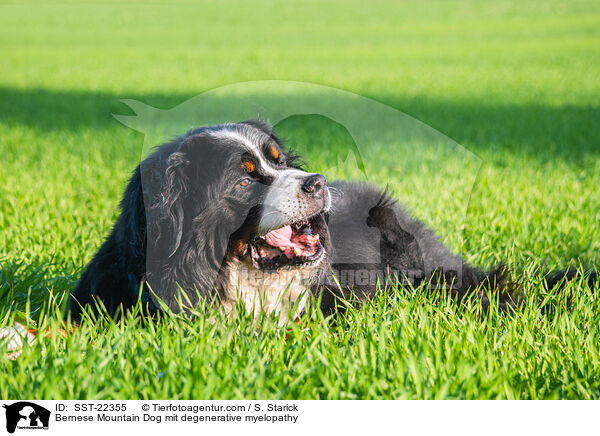 Bernese Mountain Dog mit degenerative myelopathy / SST-22355