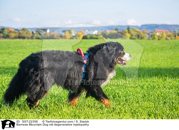 Berner Sennenhund Degenerativer Myelopathie / Bernese Mountain Dog mit degenerative myelopathy / SST-22356