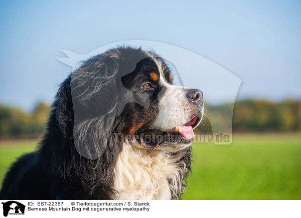 Berner Sennenhund Degenerativer Myelopathie / Bernese Mountain Dog mit degenerative myelopathy / SST-22357