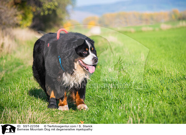 Bernese Mountain Dog mit degenerative myelopathy / SST-22358