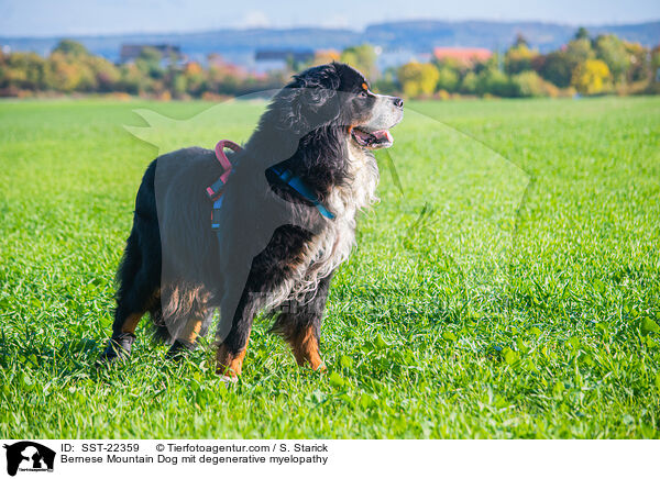 Bernese Mountain Dog mit degenerative myelopathy / SST-22359