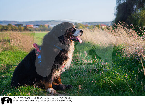 Berner Sennenhund Degenerativer Myelopathie / Bernese Mountain Dog mit degenerative myelopathy / SST-22360