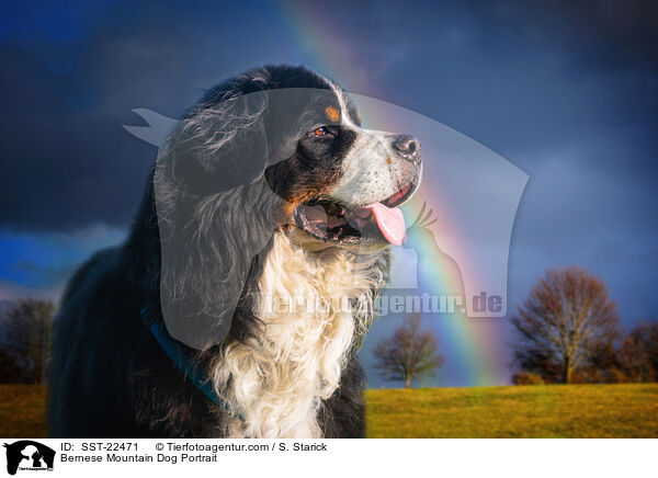 Bernese Mountain Dog Portrait / SST-22471