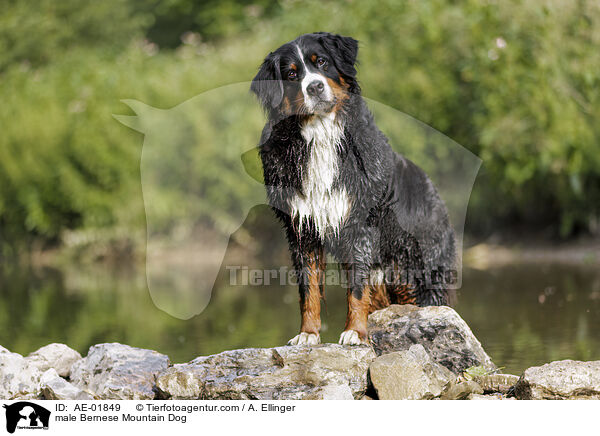 Berner Sennenhund Rde / male Bernese Mountain Dog / AE-01849
