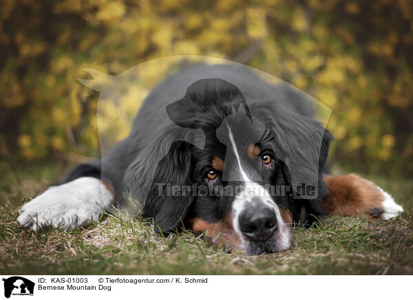 Berner Sennenhund / Bernese Mountain Dog / KAS-01003