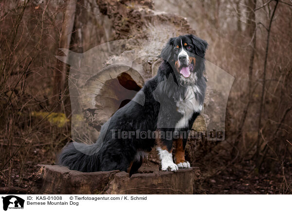 Bernese Mountain Dog / KAS-01008