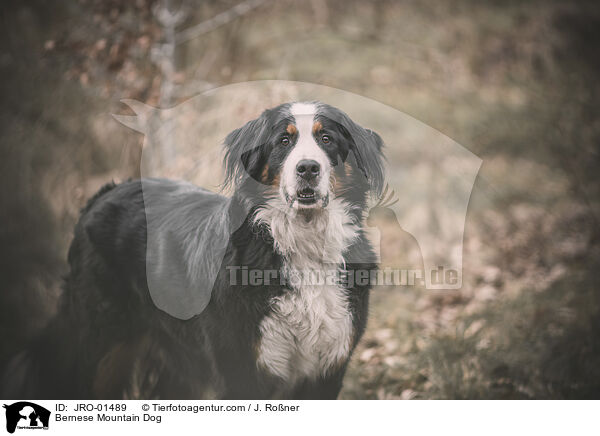 Berner Sennenhund / Bernese Mountain Dog / JRO-01489