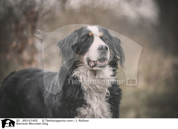 Bernese Mountain Dog / JRO-01492