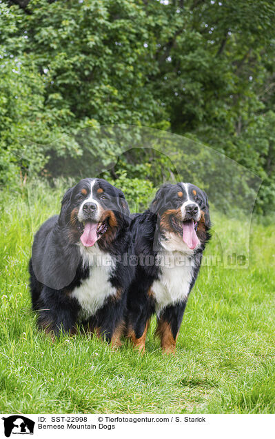 Bernese Mountain Dogs / SST-22998