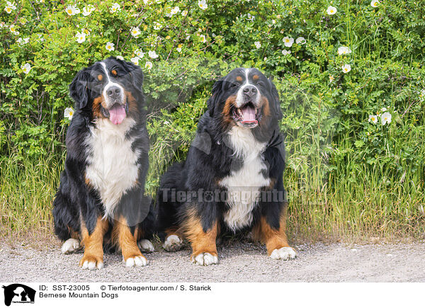 Berner Sennenhunde / Bernese Mountain Dogs / SST-23005