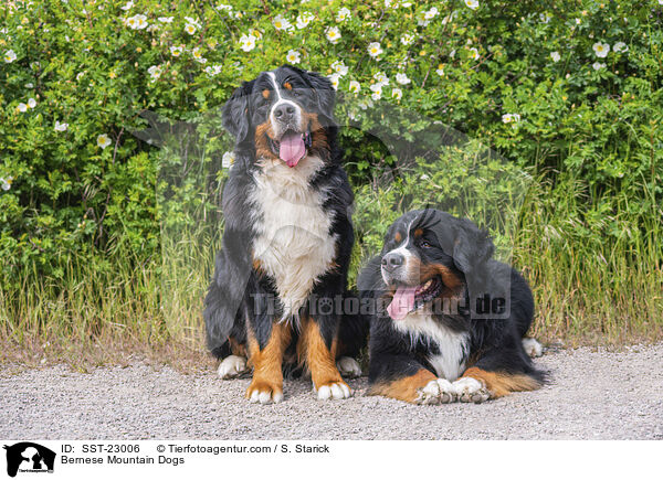 Bernese Mountain Dogs / SST-23006