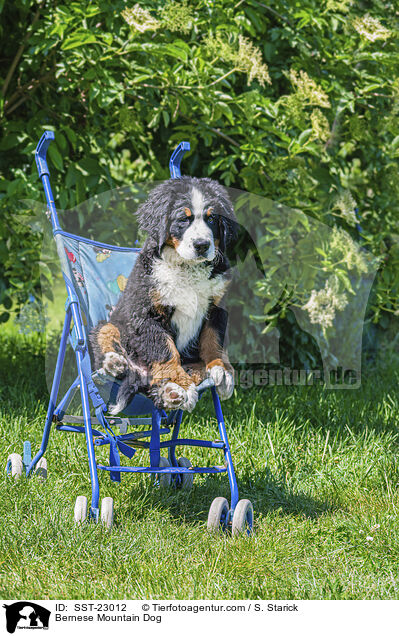 Bernese Mountain Dog / SST-23012