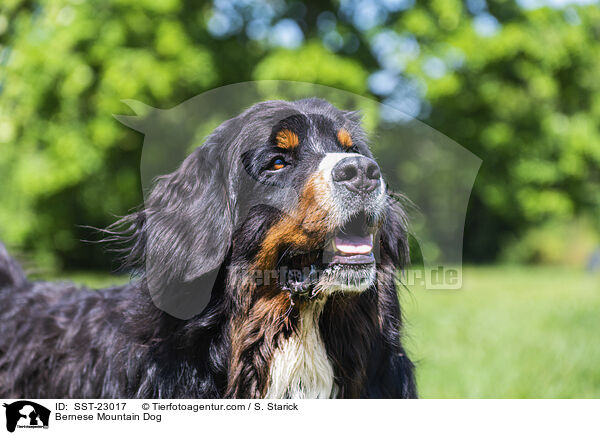 Berner Sennenhund / Bernese Mountain Dog / SST-23017