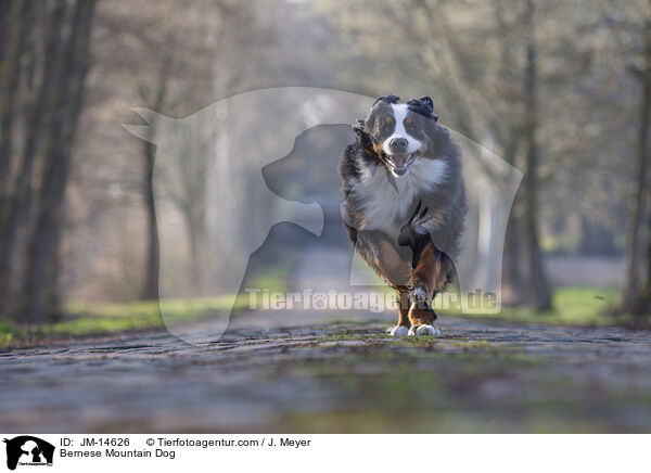 Berner Sennenhund / Bernese Mountain Dog / JM-14626