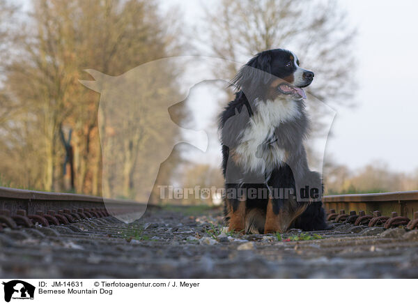 Berner Sennenhund / Bernese Mountain Dog / JM-14631