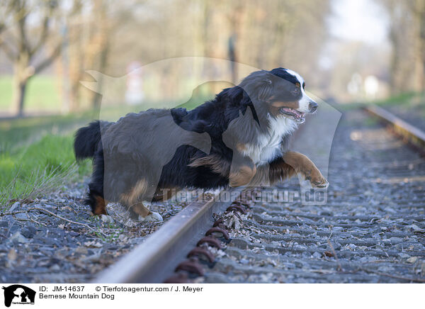 Berner Sennenhund / Bernese Mountain Dog / JM-14637