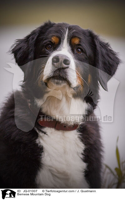 Berner Sennenhund / Bernese Mountain Dog / JQ-01007