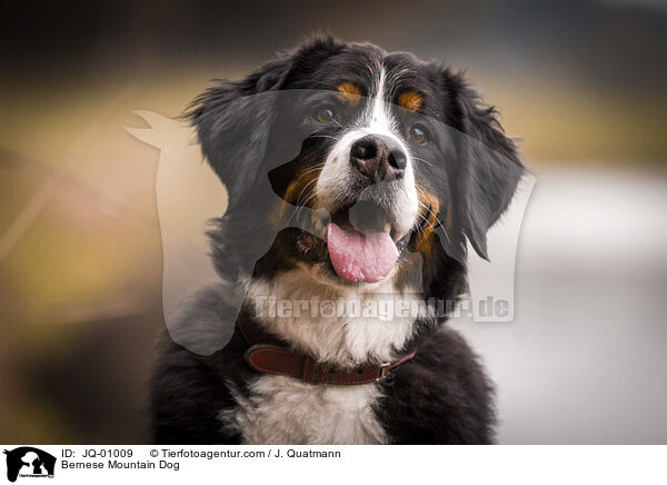 Berner Sennenhund / Bernese Mountain Dog / JQ-01009