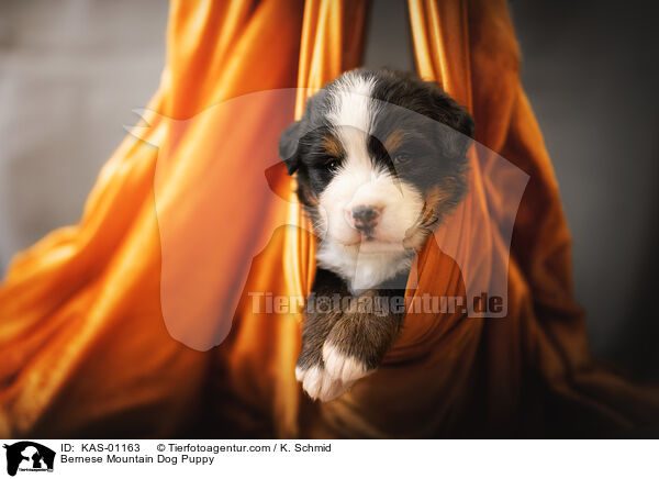Berner Sennenhund Welpe / Bernese Mountain Dog Puppy / KAS-01163