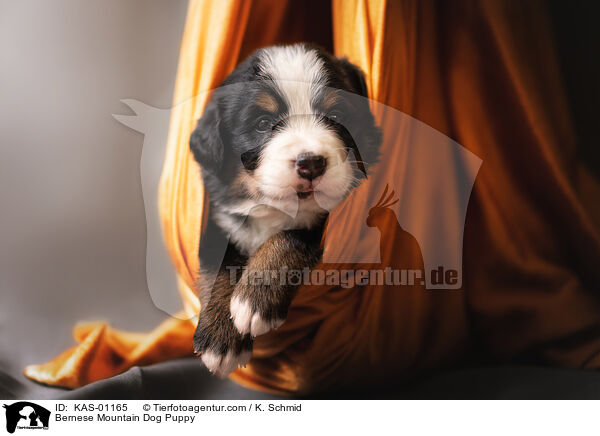 Berner Sennenhund Welpe / Bernese Mountain Dog Puppy / KAS-01165