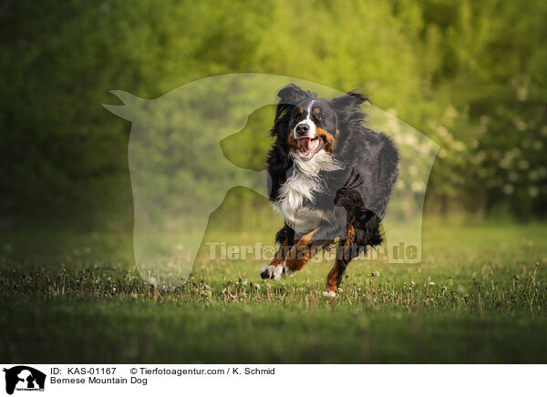 Berner Sennenhund / Bernese Mountain Dog / KAS-01167
