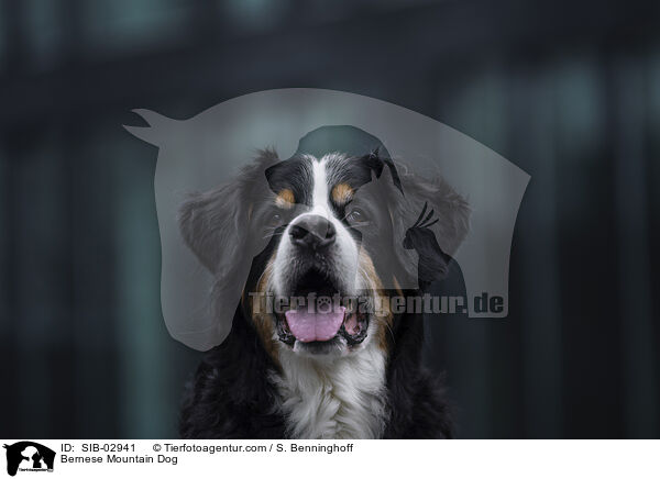 Berner Sennenhund / Bernese Mountain Dog / SIB-02941