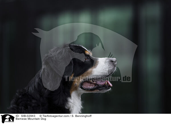 Berner Sennenhund / Bernese Mountain Dog / SIB-02943