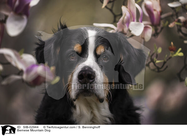 Berner Sennenhund / Bernese Mountain Dog / SIB-02944