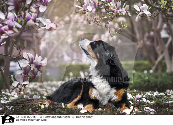 Berner Sennenhund / Bernese Mountain Dog / SIB-02945