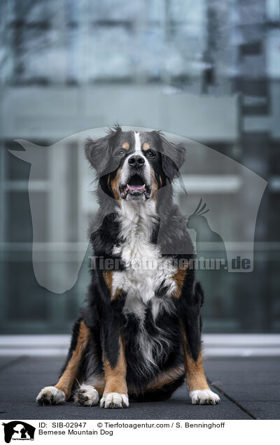 Berner Sennenhund / Bernese Mountain Dog / SIB-02947